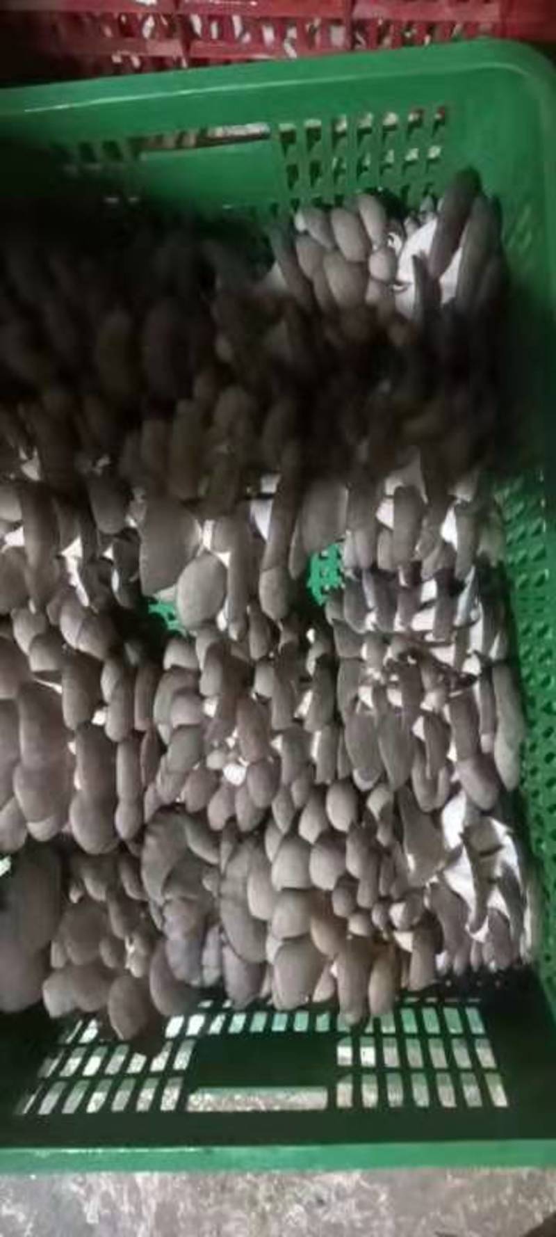 陕西精品头茬平菇大量上市价格惊魂