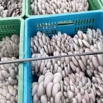 陕西精品头茬平菇大量上市价格惊魂