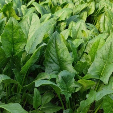 菠菜大量精品供应要的联系