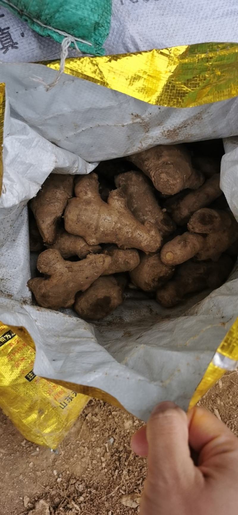 【姜母】大量供应价格便宜大块无杂保证质量