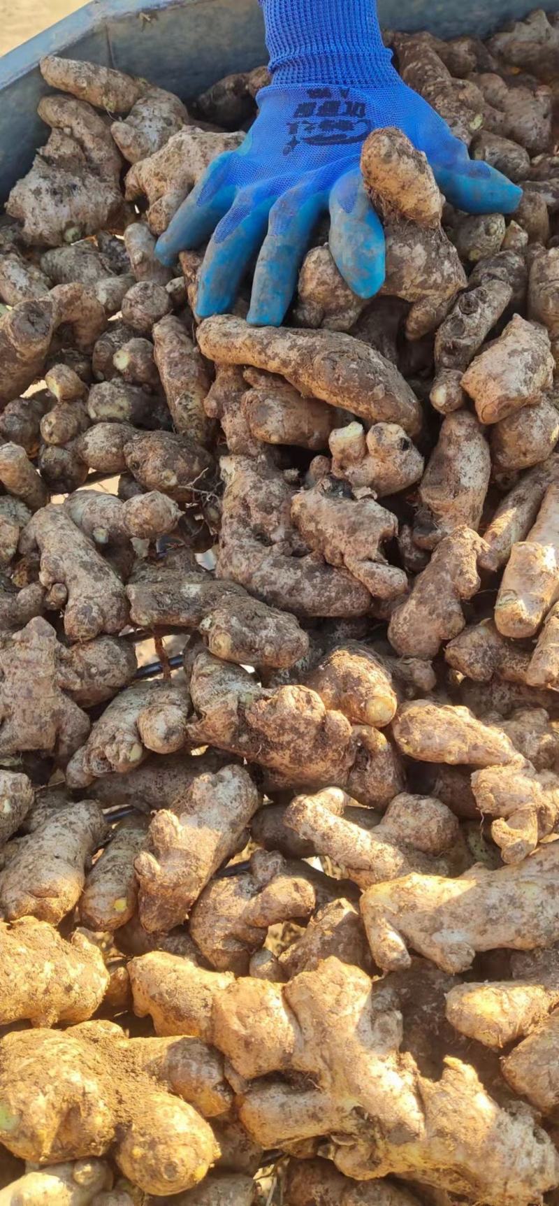 【姜母】大量供应价格便宜大块无杂保证质量