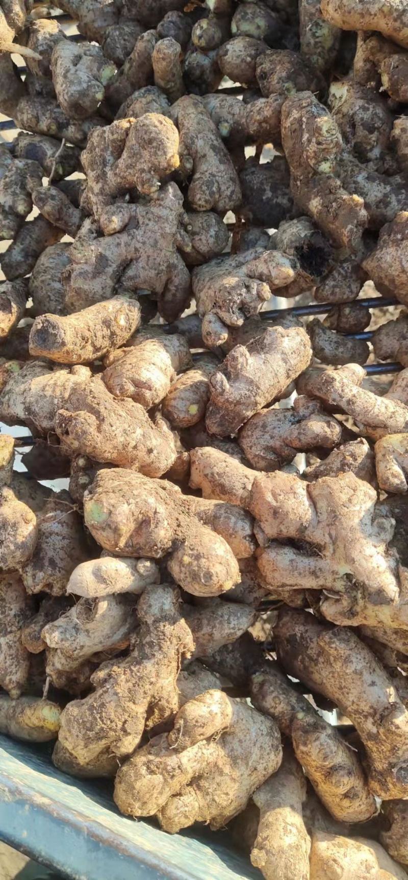 【姜母】大量供应价格便宜大块无杂保证质量