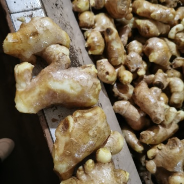 【姜母】大量供应价格便宜大块无杂保证质量