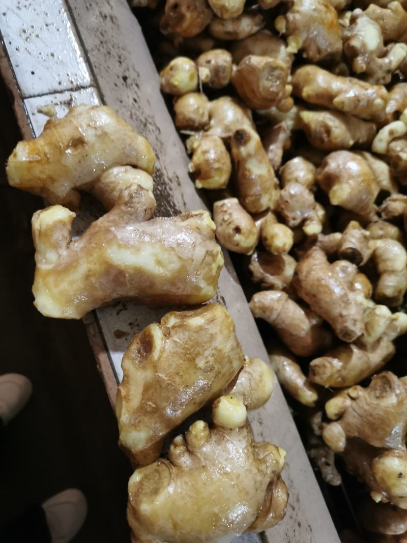 【姜母】大量供应价格便宜大块无杂保证质量