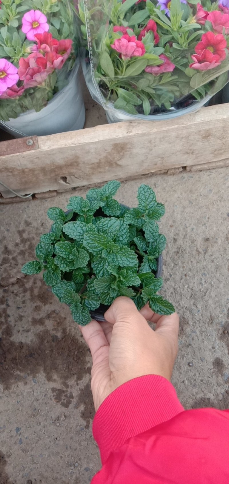 山东青州，薄荷，小盆栽，大量有货，欢迎咨询订购！