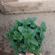 山东青州，薄荷，小盆栽，大量有货，欢迎咨询订购！
