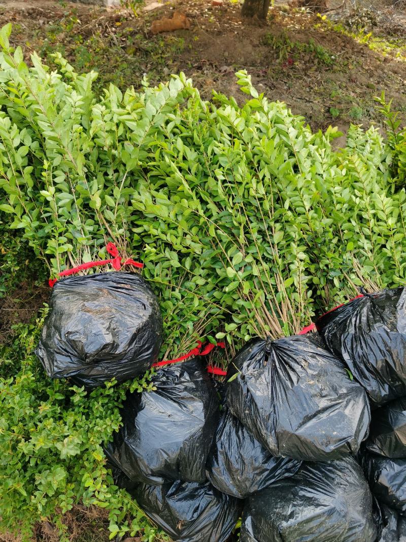金叶女贞小苗高度40左右地栽2年苗农户自产自销