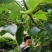 奶白长果桑种苗桑葚树苗白桑葚种苗二年生水果树苗春秋种植