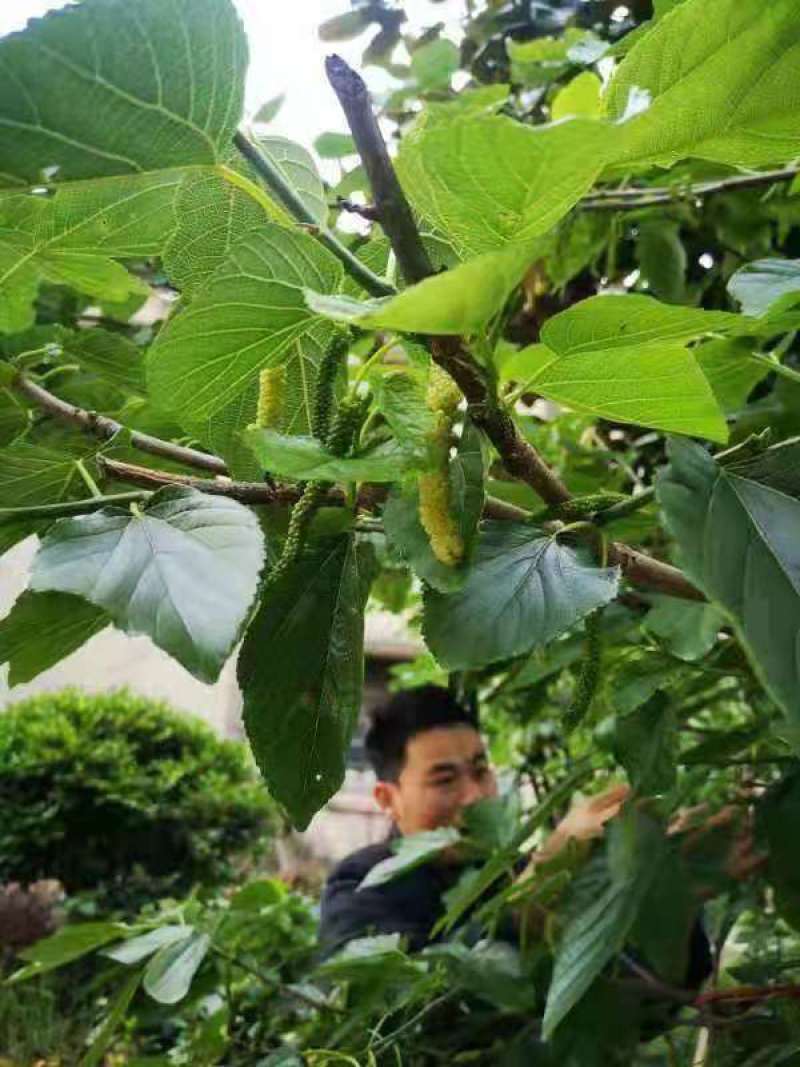 奶白长果桑种苗桑葚树苗白桑葚种苗二年生水果树苗春秋种植