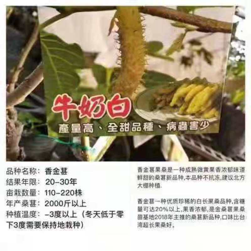 奶白长果桑种苗桑葚树苗白桑葚种苗二年生水果树苗春秋种植