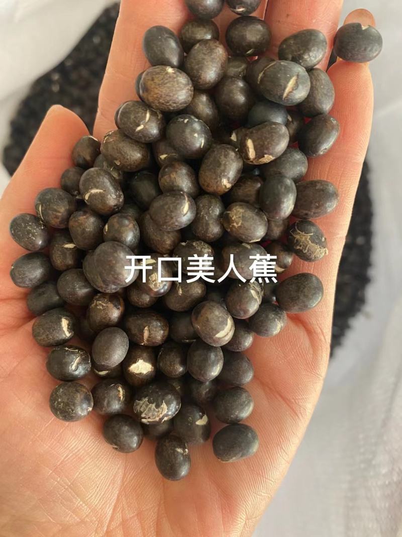 红色美人蕉种子湿生水生植物庭院盆栽室外湿都好播种