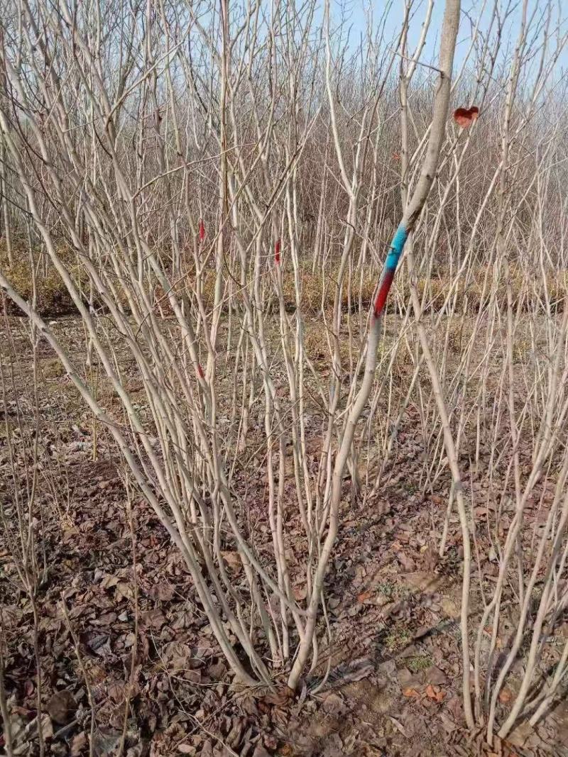 大量供应丛生紫荆，自家地栽苗，黑土地成活率高等特点。