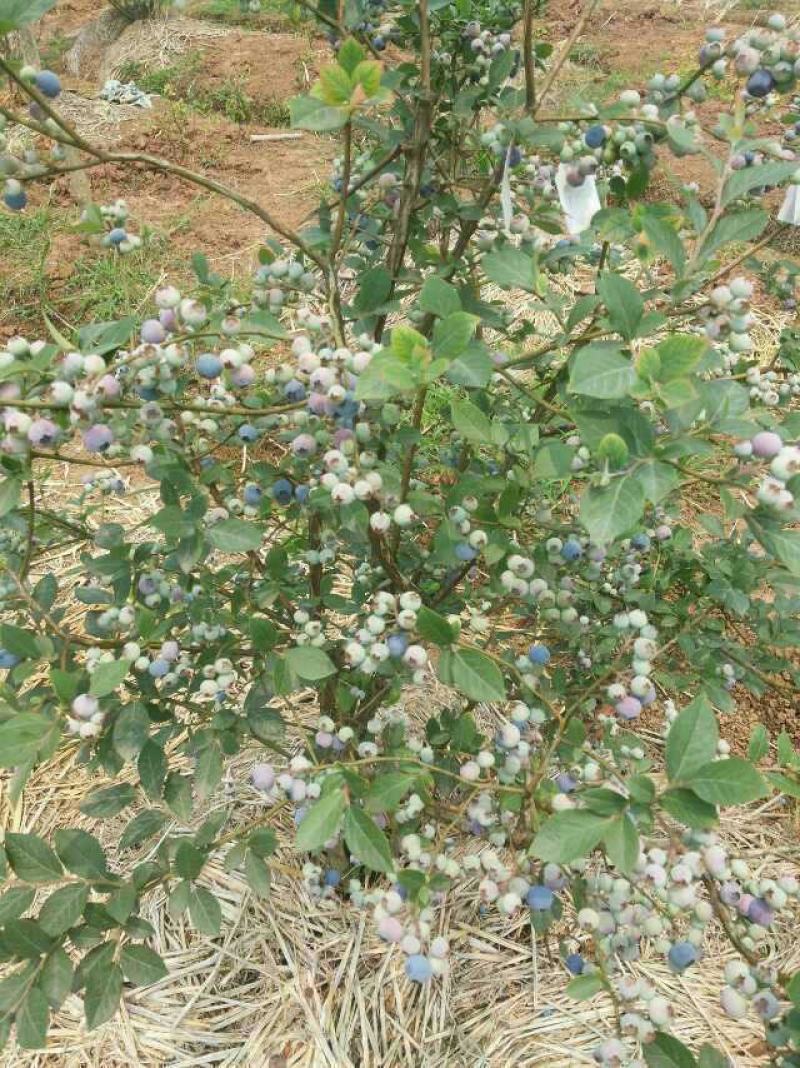 奥尼尔蓝莓树苗薄雾蓝莓树苗1至6年蓝莓树苗