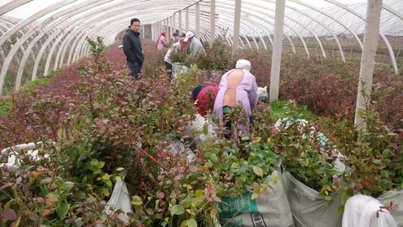 奥尼尔蓝莓树苗薄雾蓝莓树苗1至6年蓝莓树苗