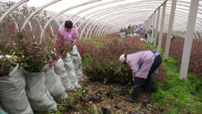 奥尼尔蓝莓树苗薄雾蓝莓树苗1至6年蓝莓树苗