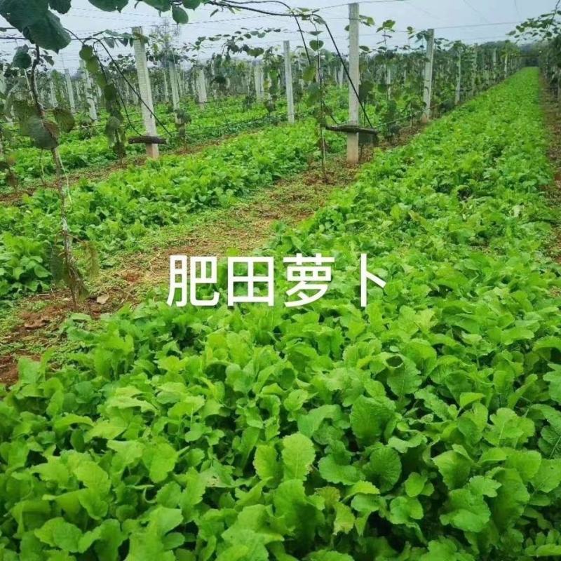绿肥专用种子肥田萝卜种子茹菜满园花萝卜种籽绿肥作