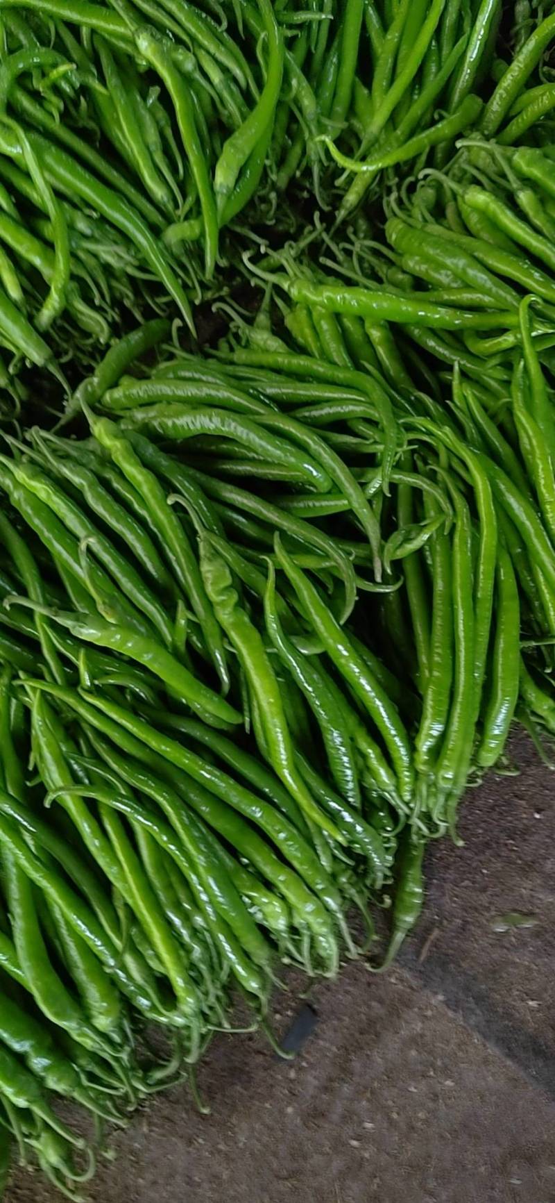 精品线椒！8号线黄线黑线3号线椒！大棚蔬菜大量上市！