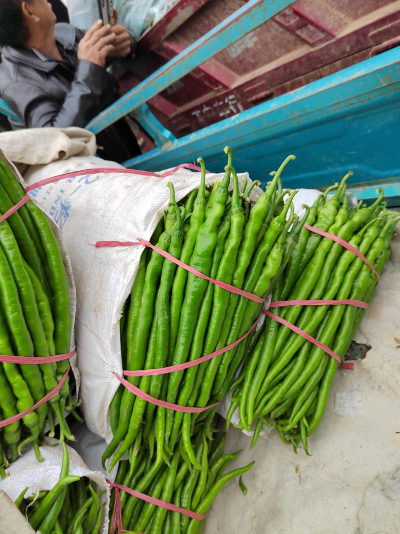 精品线椒！8号线黄线黑线3号线椒！大棚蔬菜大量上市！