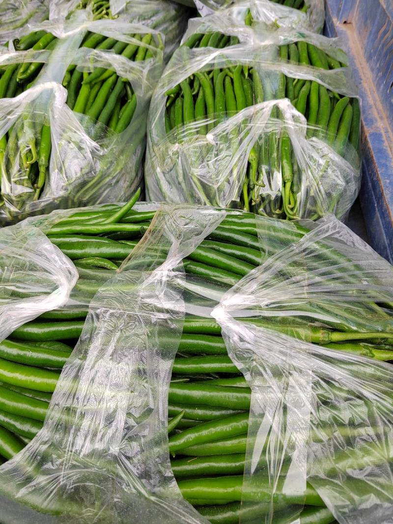 精品线椒！8号线黄线黑线3号线椒！大棚蔬菜大量上市！