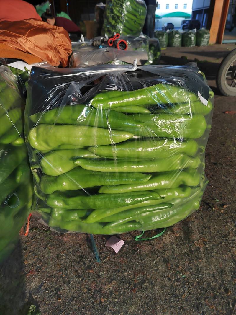 精品尖椒，青皮尖椒黄皮尖椒青黄皮尖椒175号尖椒大量上市