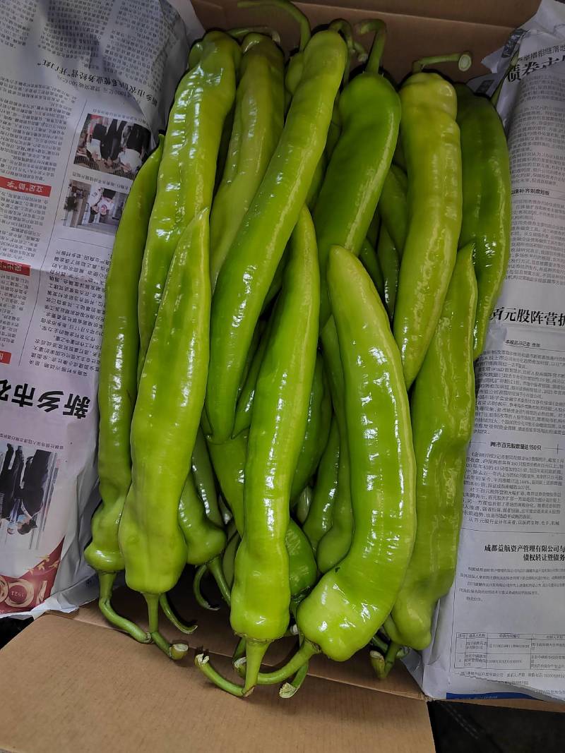 精品尖椒，青皮尖椒黄皮尖椒青黄皮尖椒175号尖椒大量上市