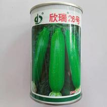 西葫芦种子油绿欣瑞26凯洛特耐寒品种杂交一代种子