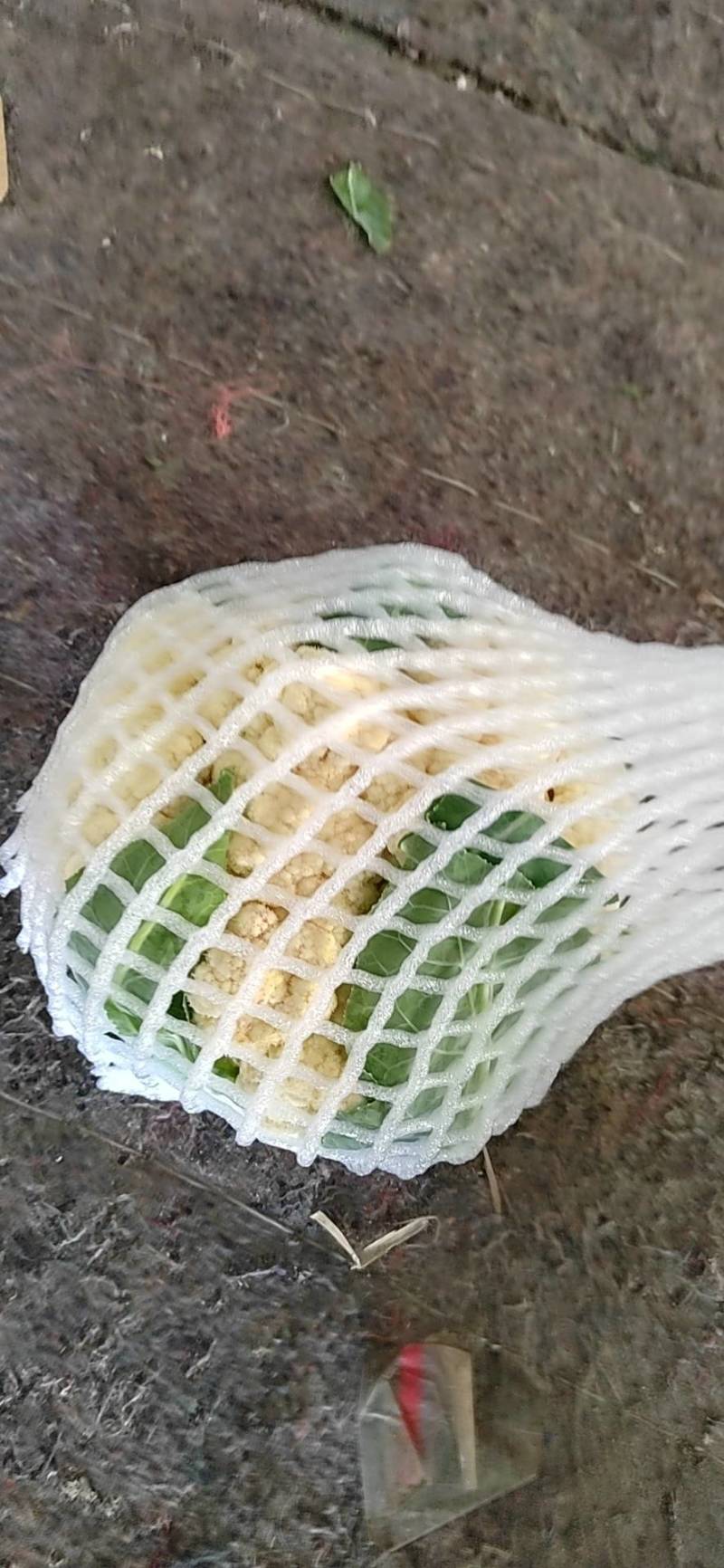 精品菜花，实花，大棚蔬菜大量上市！欢迎联系！