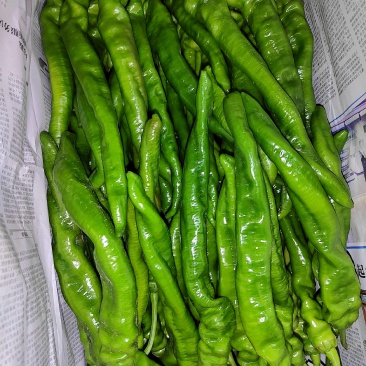 精品螺丝椒，螺丝椒龙椒大量上市！大棚蔬菜上市？欢迎老板联