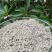 特价恩施富硒茶龙须藤茶碎茶口感好性价比高包邮
