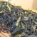 八仙茶惠来高山茶潮汕乌龙茶大坪土山茶汀洋八仙茶诏安八仙茶