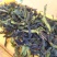 八仙茶惠来高山茶潮汕乌龙茶大坪土山茶汀洋八仙茶诏安八仙茶