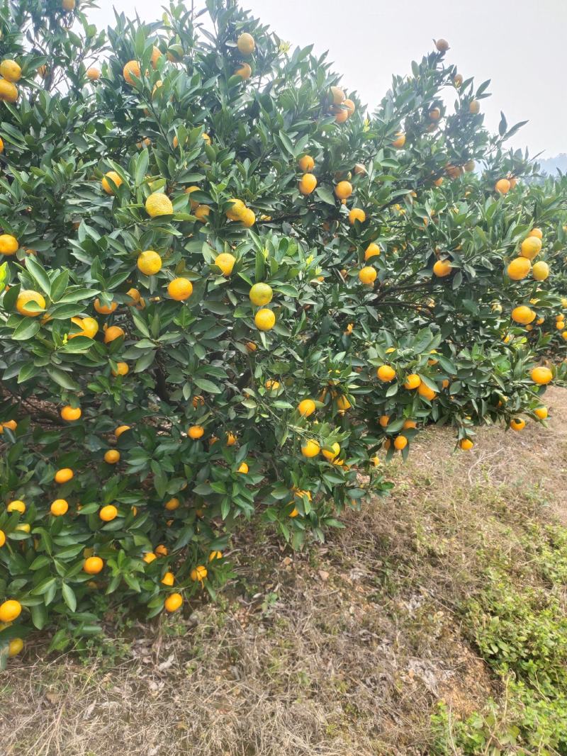 新余蜜桔（本地早）优质水果，产地直发。欢迎实地考察选购。