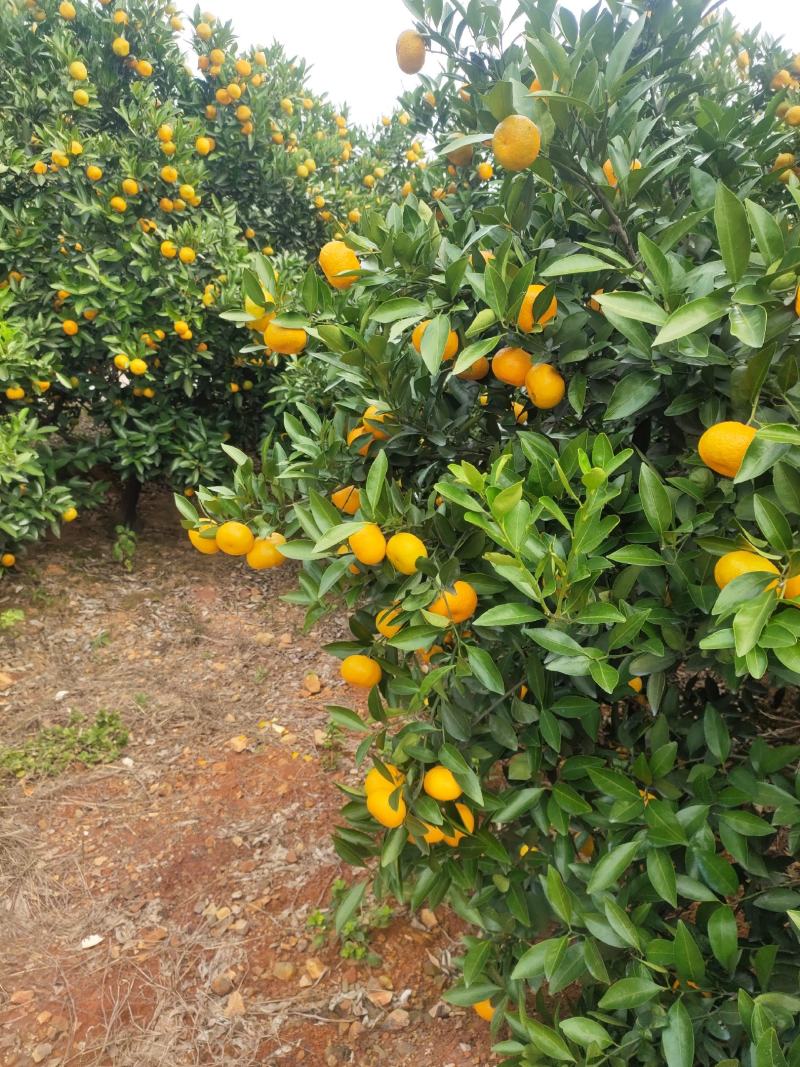 新余蜜桔（本地早）优质水果，产地直发。欢迎实地考察选购。