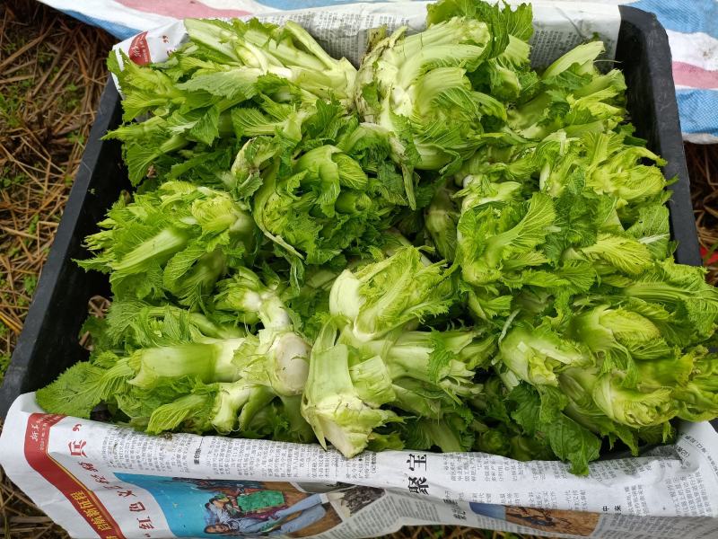 儿菜，榨菜，2022儿菜开始销售了，有需要的朋友联系我哈