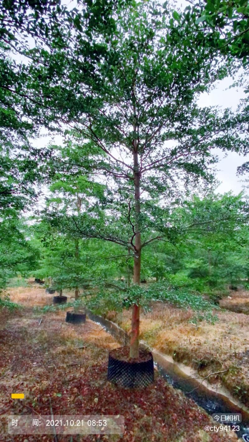 福建省漳州市供应绿化庭院设计，小叶榄仁，常年供应技术指导