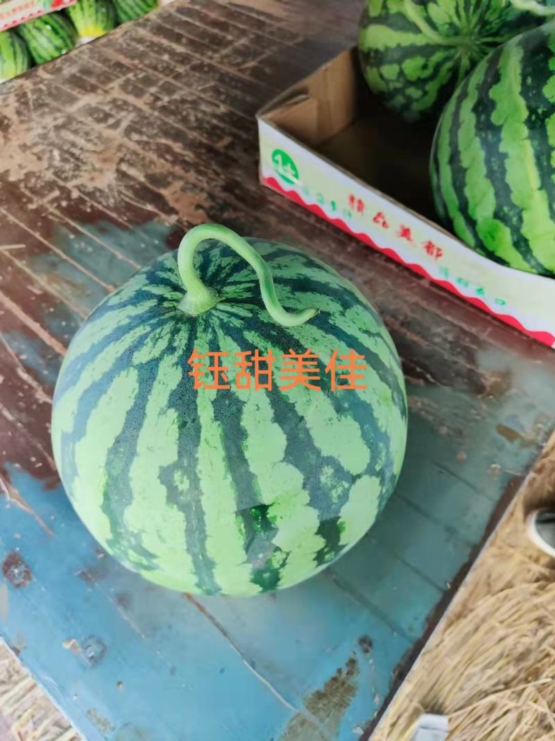 正宗美都西瓜种子美都升级品种美佳西瓜种子大红瓤西瓜种子