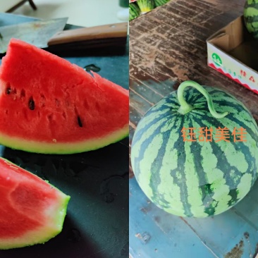 正宗美都西瓜种子美都升级品种美佳西瓜种子大红瓤西瓜种子