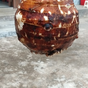 香芋