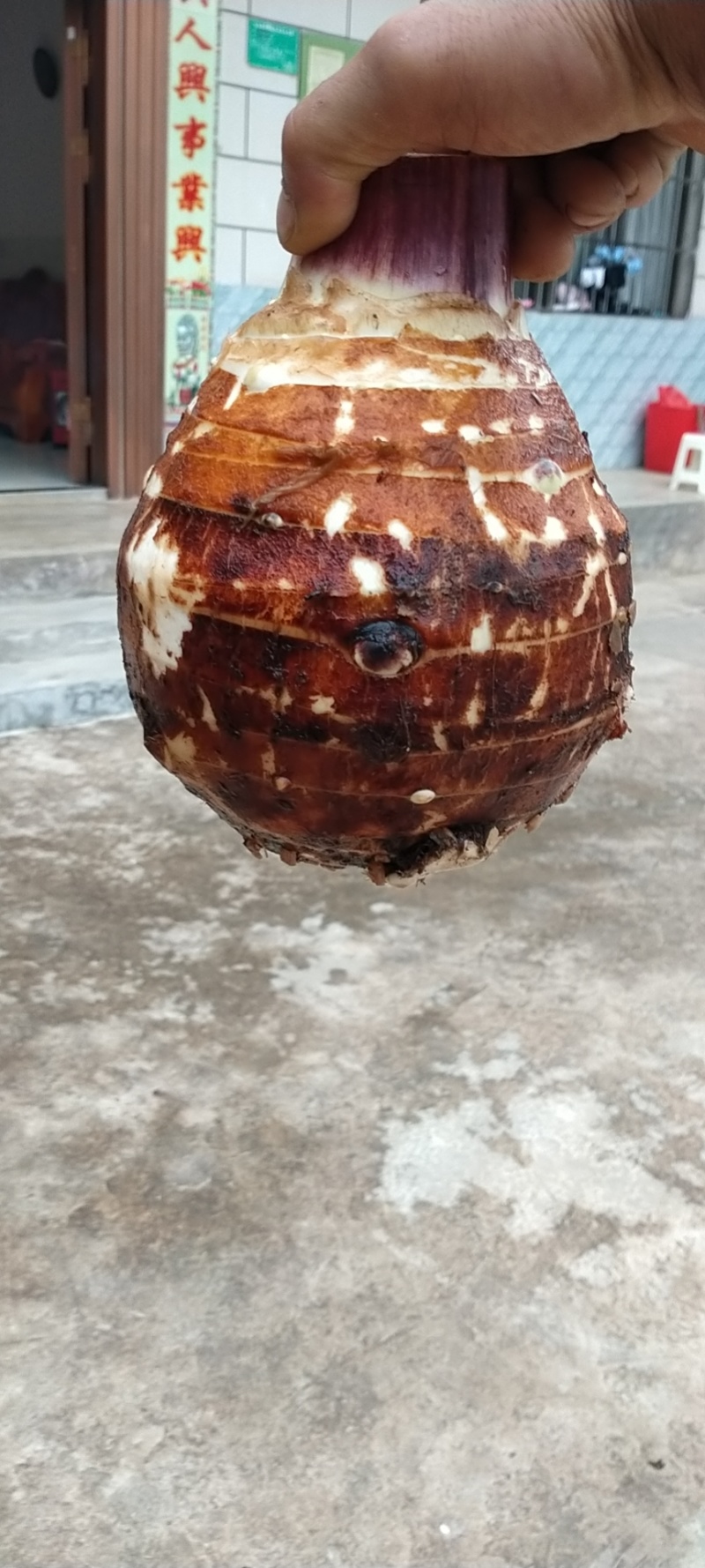 香芋