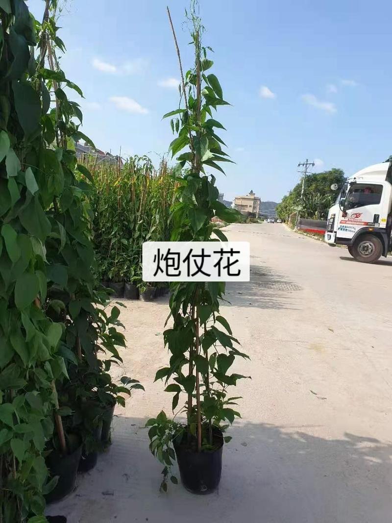 福建省漳州市供应绿化庭院设计，炮仗花，常年供应提供技术指导