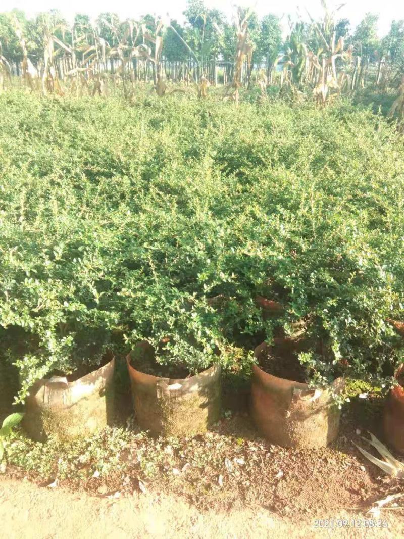 80高和冠的30袋火棘球大量提供，欢迎来基地考察选