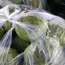 精品甘蓝大量有货质量精品