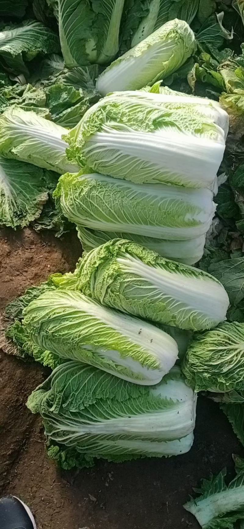 白菜杠2北京3号可根据老板全国发货产地供货