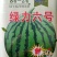 西瓜种子8424西瓜种子麒麟瓜种子小型礼品瓜早熟西瓜种子
