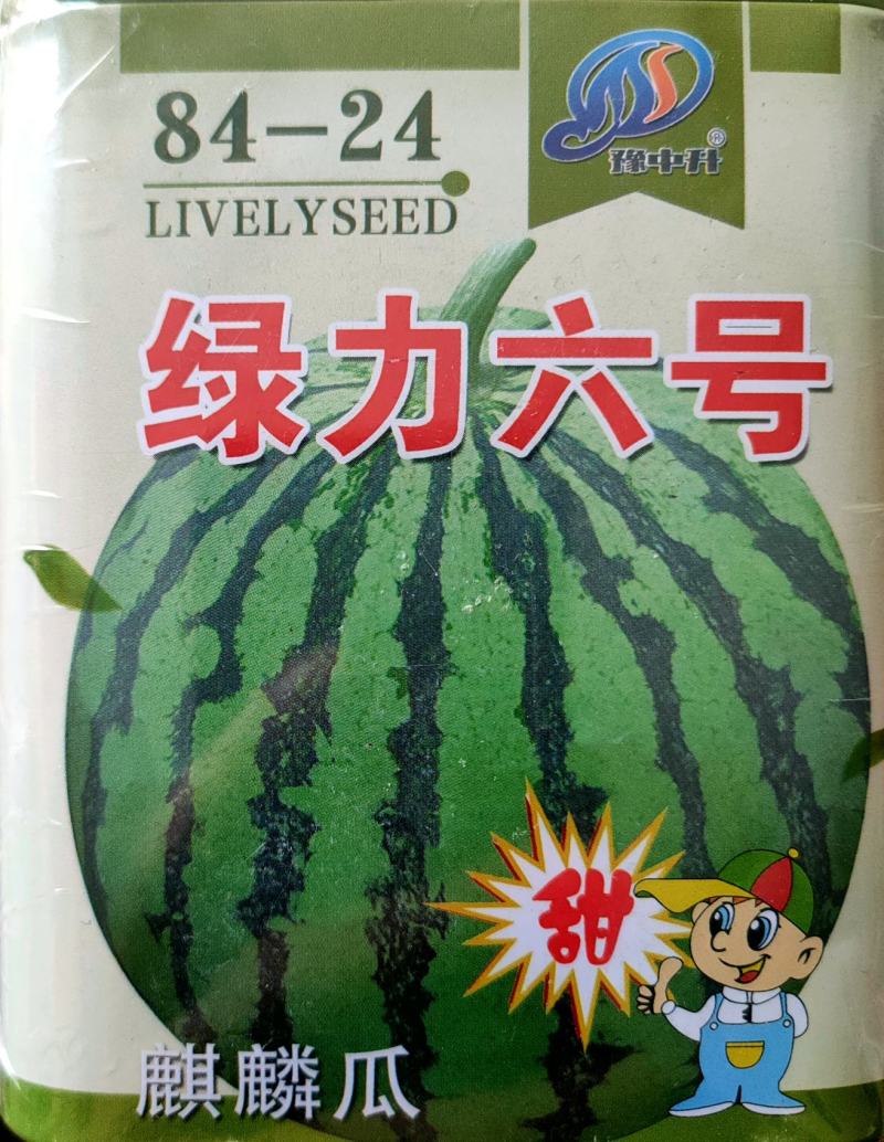西瓜种子8424西瓜种子麒麟瓜种子小型礼品瓜早熟西瓜种子