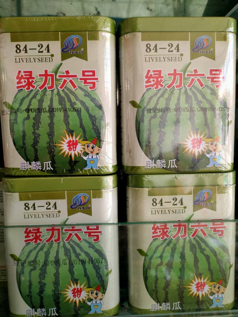 西瓜种子8424西瓜种子麒麟瓜种子小型礼品瓜早熟西瓜种子