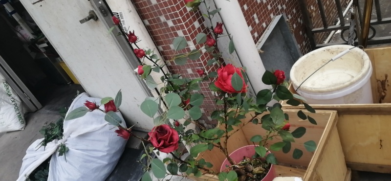 花卉仿真