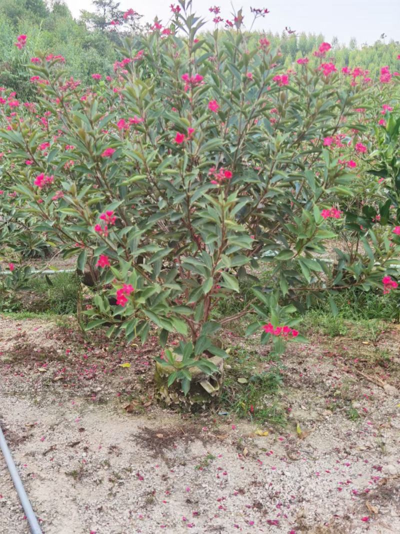 琴叶珊瑚漳州市供应绿庭院设计，琴叶珊瑚，产地直销价大规格