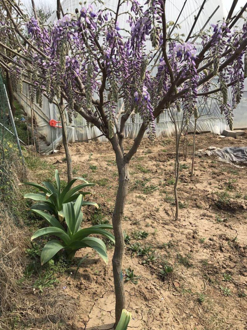 紫藤树苗藤本植物适合南北方种植多花紫藤小苗