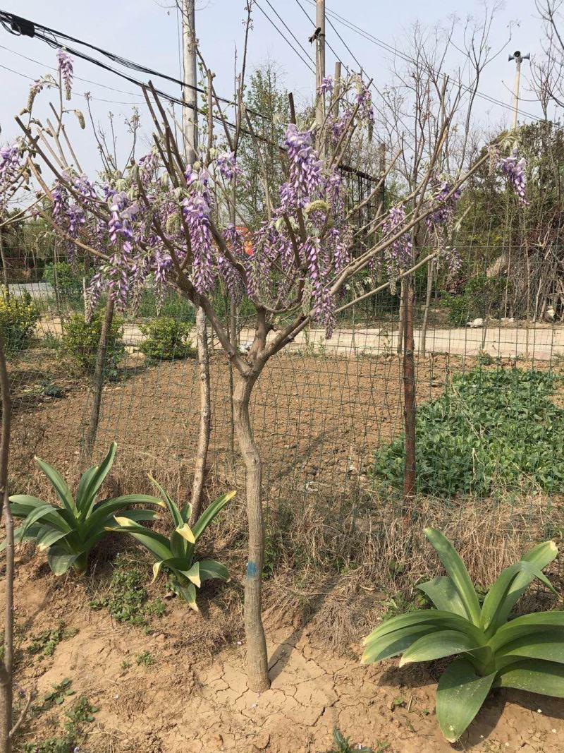 紫藤树苗藤本植物适合南北方种植多花紫藤小苗